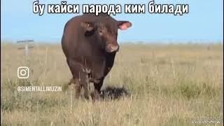 Неча кг чикади#mol #qoybozor #cow #hokiz #buqaboqish #buqalar #molbozor #qoy #bozor #funny