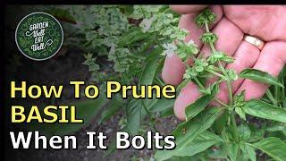 What To Do When Your BASIL Starts To Bolt. Prune It And Get TONS Of New Growth!