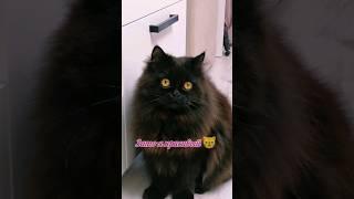 Кошачья вечеринка #cat #catvideos #catlover #kitten #shortsvideo #shorts #animal #cute #funnyanimal