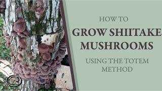 How to Grow Shiitake Mushrooms WITHOUT using the "Drill & Fill" Method