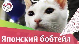 Японский бобтейл на ilikepet. Особенности породы, уход