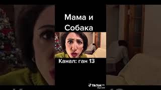 ган 13 и собака