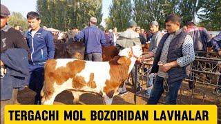 Tergachi mol bozori semiz boqma va yosh buqalar narhlari bilan tanishing 4.10.2024yil