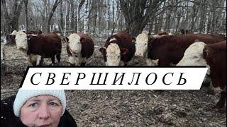 Свершилось! Рябинка двойню народила! А что мы с ними сделали #герефорд #отел #двойня #help  #baby