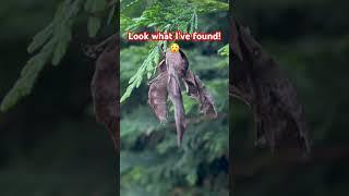 Look what I’ve found!