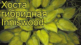 Хоста гибридная Иннисвуд. Краткий обзор, описание характеристик hosta hybrida Inniswood