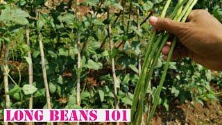 The Ultimate Guide to Growing Long Beans: Tips and Tricks for a Bountiful Harvest