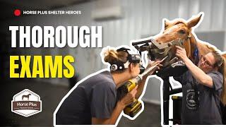 Thorough Exams | Horse Shelter Heroes - S6 E16