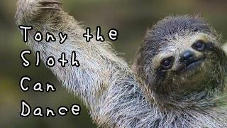 Children’s Sleep Meditation Story | Tony The Sloth Can Dance