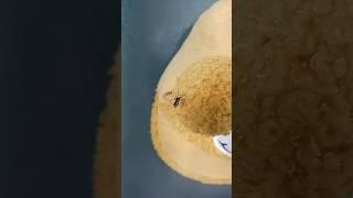 Busog nanaman ang lamok #shortsfeed #viralshort #shortsviral #shorts #lamok #mosquito #mosquitobites
