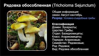 Рядовка обособленная (Tricholoma Sejunctum)