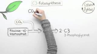 Varianten der Fotosynthese - C4 und CAM | Biologie | Pflanzen und Pilze