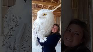 Чудо природы #природа #видео #сова #жизнь