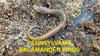 Salamander finds from Pennsylvania in 2024 ( 10 species found )