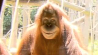 ORANG2