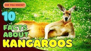 Top 10 Amazing Facts About Kangaroos 