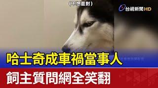 逗趣！哈士奇成車禍當事人 飼主質問網全笑翻