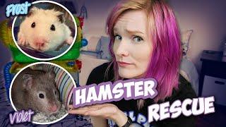 Rescued Male and Female Syrian Hamsters! | Violet & Frost's Intake Story | Munchie's Place