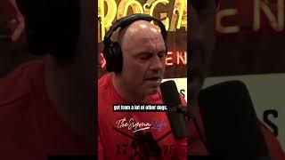 Why Pitbulls are the Best Dogs - Joe Rogan