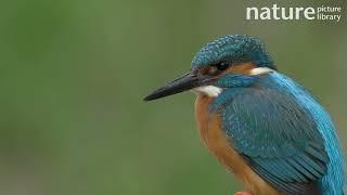 Close up of Common kingfisher male looking around, taking flight and landing with fish in beak, UK