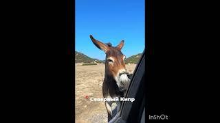 Инвест-туры Пиши https://wa.me/message/VU72RCRGKFBRH1 #shorts #северныйкипрнедвижимость