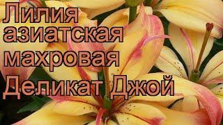 Лилия азиатская махровая Деликат Джой  обзор: как сажать, луковицы лилии Деликат Джой