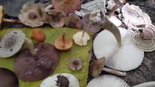 Fungi of the forest in Denton Texas