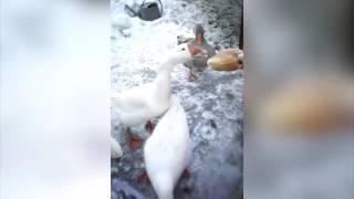 Funny cats, dog & geese  Hungry, sleepy and funny animals