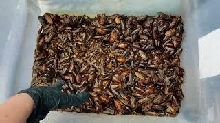 What to expect from a Dubia roach starter colony- tips from our breeding experience. #breeding