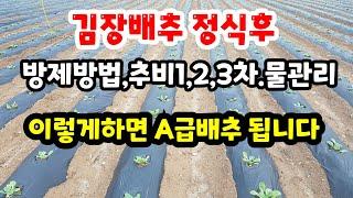 김장배추  방제방법, 1,2,3차추비, 물관리(농촌진흥청자료소개).. 이렇게 하면 A급배추됩니다 #김장배추 재배방법 (방제와 추비, 물관리)