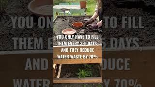 DIY Olla Garden Watering System #olla #oya