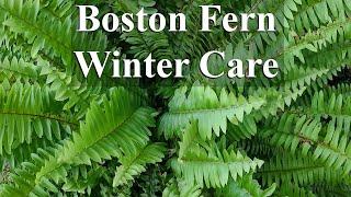 How care for a Boston Fern over the winter.