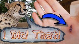 Have You Ever Been Injured? Gabriel The Cheetah & His Big Cat Semi-Retractable Claw Gives The Answer