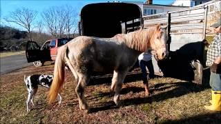 Heart of Phoenix Equine Rescue - Tragic neglect of Ohio Miniature horses