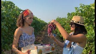 NAJVEĆI VINOGRAD U EVROPI NALAZI SE U CRNOJ GORI!