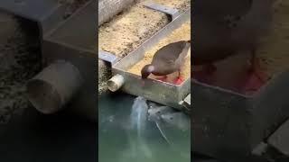 Duck feeding the fish  catfish excuses catfish reveal catfish show fishing