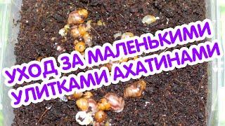 Улитки ахатины - 1 неделя. Маленькие улитки ахатины - уход