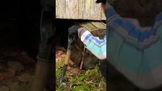 НАШЕЛ СУНДУК ПОД СТАРЫМ ДОМОМ, А ТАМ... #новости #находки #клад