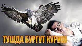 Туш табири - Тушда бургут куриш