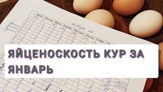 #Яйценоскость кур за январь 2022г. Обзор моего хозяйства 