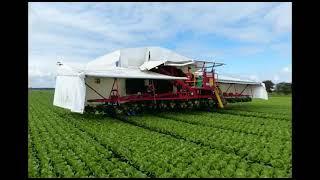 Redpack Flow Wrapper Packaging Lettuce Harvest in Field | www.ProPac.com