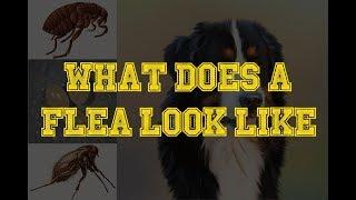 What Does A Flea Look Like - Fleas On Dogs