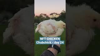 NFT Chicken - Chubchick! Day - 24