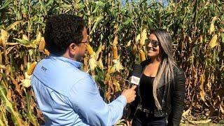 POTENCIAL PRODUTIVO DO MILHO PODE CHEGAR A 700 SACOS POR HECTARE!