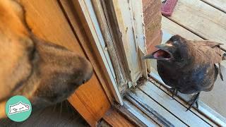 Baby Crow Thinks German Shepherd Dog Is His Mom | Cuddle Buddies