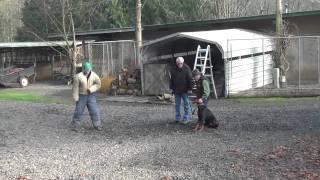 Schilling Law Dog's Training by Ken Schilling