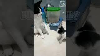 mewza vs momo,awal kejadian ini karena si momo ambil makanannya mewza,(sound asli)#cat #funny #viral