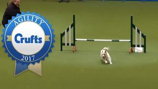 Hilarious Jack Russell Goes Crazy with Excitement at Crufts 2017!