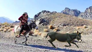 Village Lifestyle Iran | Amazing Donkey Riding by Village Girl