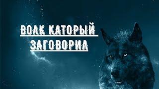 ВОЛК КОТОРЫЙ ЗАГОВОРИЛ | одно из чудес Пророка